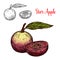 Star apple or cainito tropical fruit sketch