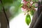 Star apple flower fruit blurred background