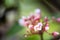 Star apple flower fruit blurred background