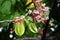 Star apple fruit hanging with flower on the tree