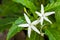 Star of Bethlehem flower