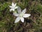 Star of Bethlehem flowers Ornithogalum umbellatum