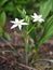 Star of Bethlehem Ornithogalium umbellatum in a spring garden