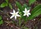 Star of Bethlehem Ornithogalium umbellatum in a spring garden