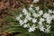 Star of Bethlehem Ornithogalum