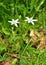 Star-of-Bethlehem (Ornithogalum umbellatum)