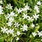 Star-of-betlehem white starshaped flowers