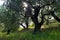 Star burst sun through Old Olive Tree grove