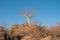 Star Chestnut Tree Growing on Rocks, Namibia