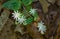 Star Chickweed in the Blue Ridge Mountains