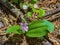 Star Chickweed and Showy Skullcap Wildflowers