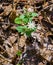 Star Chickweed - Stellaria pubera