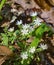 Star Chickweed Wildflowers, Stellaria pubera