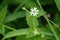 Star Chickweed â€“ Stellaria pubera