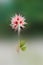 Star clover after flowering fructification on blurred background