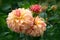 Star Dahlia blossoms Orange petals Blurred vegetation background