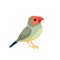 Star finches is a bird of the group Neochmia in the family astrilder. Small bird Cartoon flat style beautiful character
