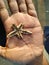 Star Fish on hand at Puri Beach India