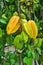 Star fruit