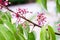 star fruit carambola flower  on  star apple  fruit  starfruit  garden