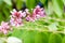 star fruit carambola flower  on  star apple  fruit  starfruit  garden