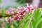 Star fruit carambola flower  on  star apple  fruit  starfruit  garden