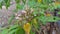 Star fruit carambola flower on star apple fruit  starfruit  garden