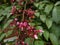 Star fruit flowers (carambola) on the tree