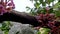 Star fruit flowers planted in pots hanging on small branches