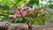 Star fruit flowers planted in pots hanging on small branches