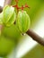 Star fruit, tropical fruit, Belimbing