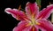 Star Gazer Lilly