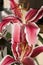 Star Gazer Lily