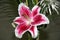 Star Gazer Lily