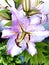 Star Gazer Lily bloom
