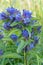 Star gentian Gentiana cruciata, purple-blue flowering plants
