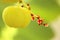 Star gooseberry flower with blurred fruit