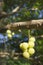 Star gooseberry on star gooseberry tree ; Otaheite gooseberry, Malay gooseberry