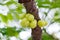 Star gooseberry on tree