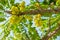 Star Gosseberry Phyllanthus acidus tree
