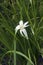 Star grass flower