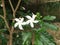 Star Jasmine Flower