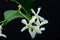 Star jasmine flowers