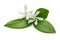 Star jasmine flowers with leaves isolated on white