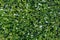 Star jasmine Jasminum multiflorum - Pembroke Pines, Florida, USA