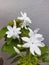 Star jasmine looks like your family