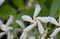 Star jasmine trachelospermum jasminoides, close-up of flower