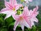 Star lily flower