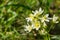 Star Lily (Toxicoscordion fremontii), known also as FrÃƒÂ©mont\'s deathcamas or star zigadene, found in California, southern Oregon