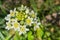 Star Lily (Toxicoscordion fremontii), known also as FrÃƒÂ©mont\'s deathcamas or star zigadene, found in California, southern Oregon